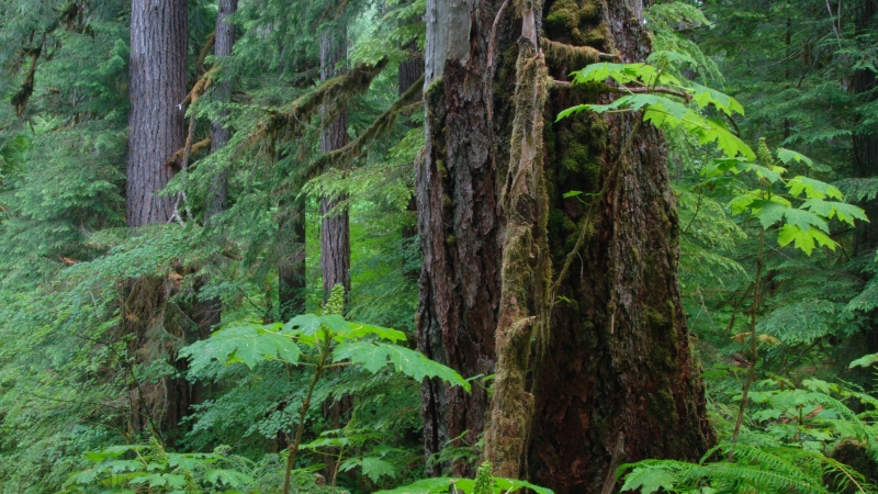 Forest Description | Andrews Forest Research Program
